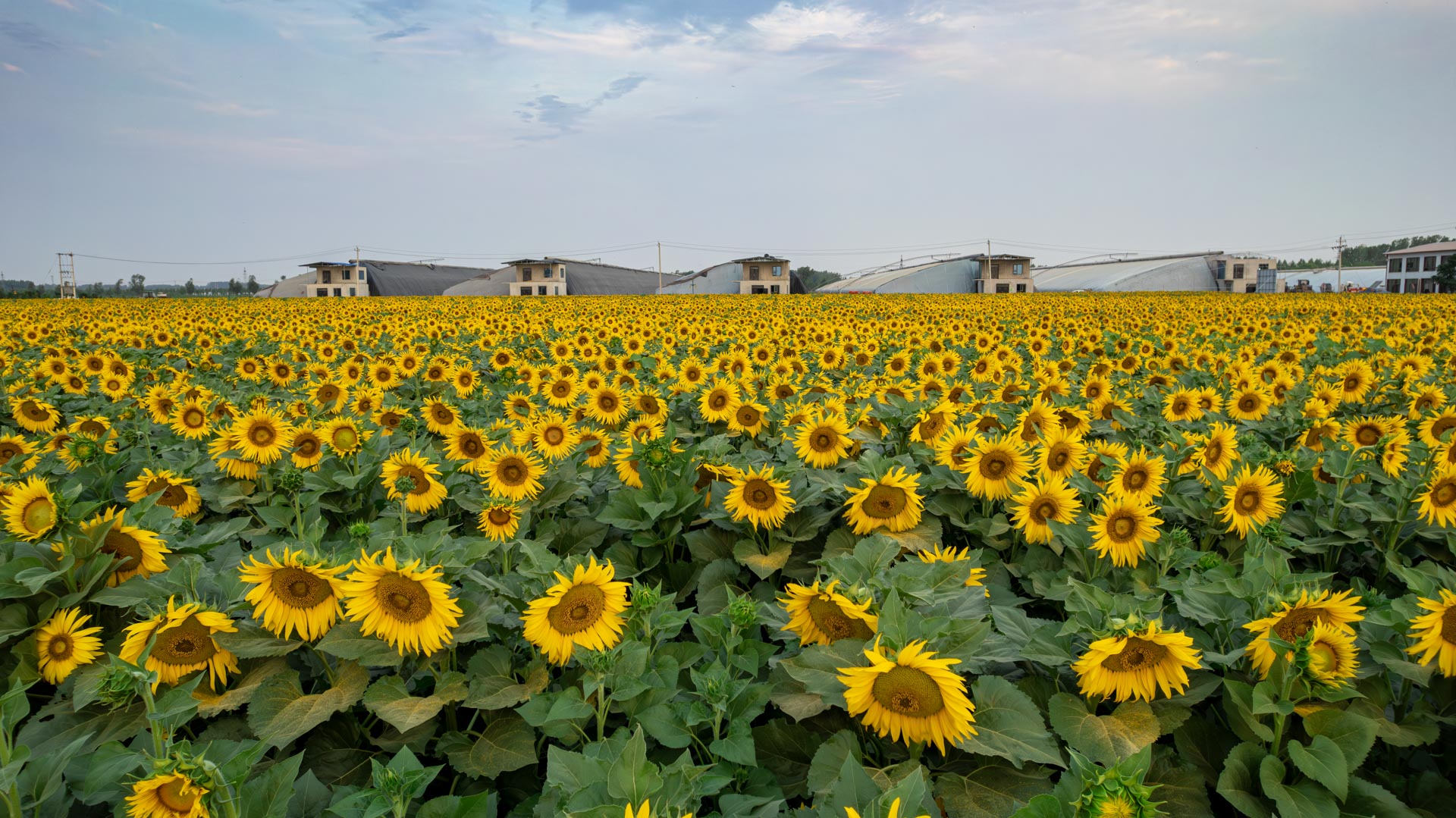 DJI_0743-已增强-NR.jpg