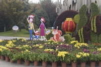蓼河菊花展