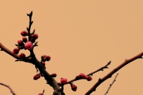梅花