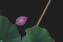 南池拍荷