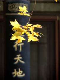 记忆